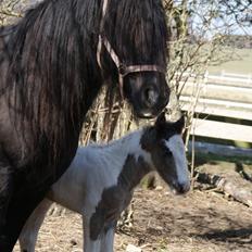 Irish Cob The Price of a Gypsy Fairytale