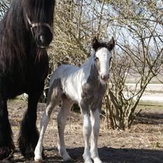 Irish Cob The Price of a Gypsy Fairytale