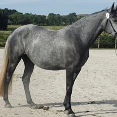 Lipizzaner Fantasia - 290