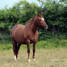 Dansk Varmblod Tjørnelunds Briggi-light
