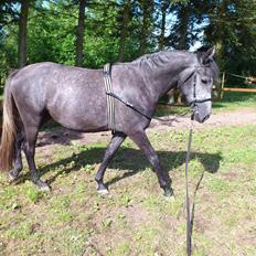 Lipizzaner Fantasia - 290