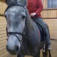 Lipizzaner Fantasia - 290