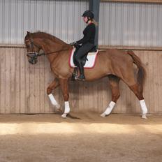 Dansk Varmblod Reggae solgt