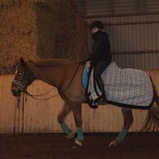 Dansk Varmblod Reggae solgt