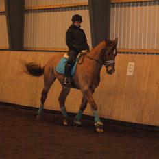 Dansk Varmblod Reggae solgt