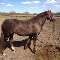 Welsh Pony (sec B) Sianwood Starburst