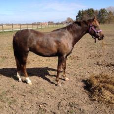 Welsh Pony (sec B) Sianwood Starburst