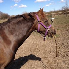 Welsh Pony (sec B) Sianwood Starburst