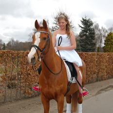 Anden særlig race Brogaards Bailey. ¤tidl. lånehest¤