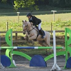 Irsk Sportspony Mr. Fudge Al A Moy (Futte)