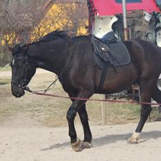 Oldenborg Nero. | Bøllebarnet |