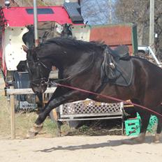 Oldenborg Nero. | Bøllebarnet |