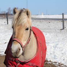 Fjordhest Freja
