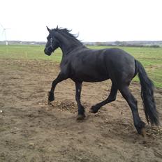 Frieser Nannabel af Ripa