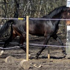 Dansk Varmblod Devino