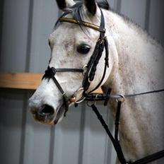 Irsk Sportspony Mr Blue Sky (Mister)