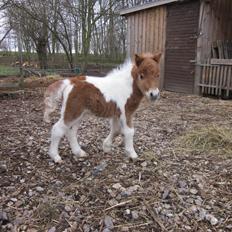 Shetlænder Birch´s Whisler Bay R.I.P