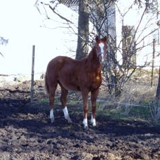 Dansk Varmblod dazzling sapphire (safir)