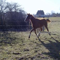 Dansk Varmblod dazzling sapphire (safir)