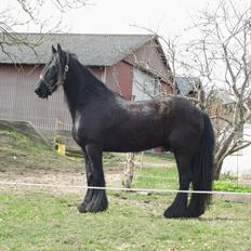 Frieser Frisko [ Himmelhest ]