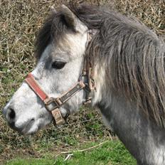 Welsh Mountain (sec A) Thejlgårds Fister (Dusty)