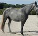 Lipizzaner Fantasia - 290