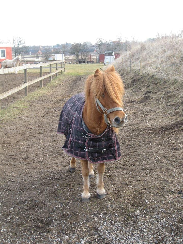 Shetlænder Laban billede 5