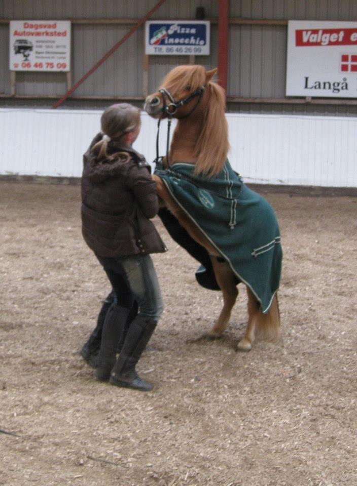 Shetlænder Laban billede 2