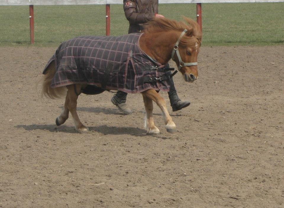 Shetlænder Laban billede 1