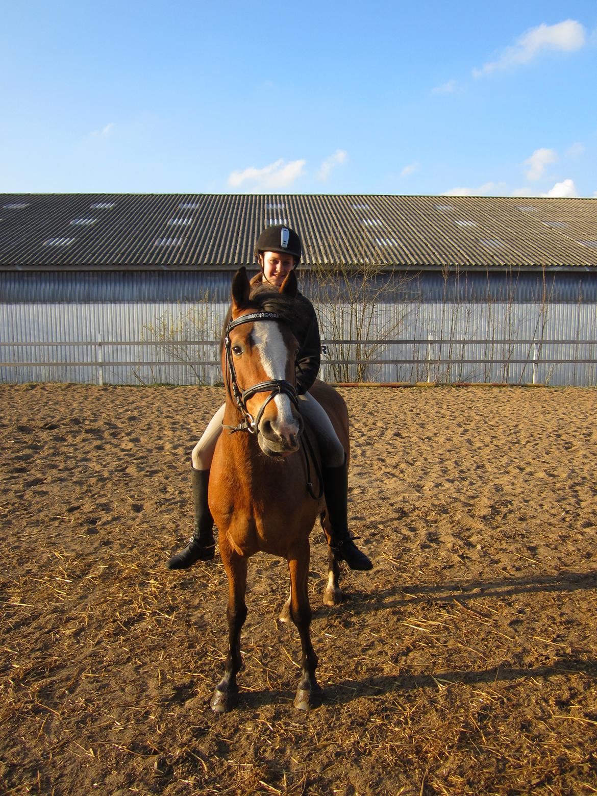 Tysk Sportspony Kong Arthur [Kongen<3] - Pooooooooony!<3<3 billede 14