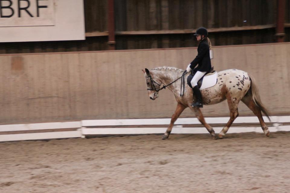 Appaloosa Plet - Dressurstævne - 2013 (1-2-13) billede 12