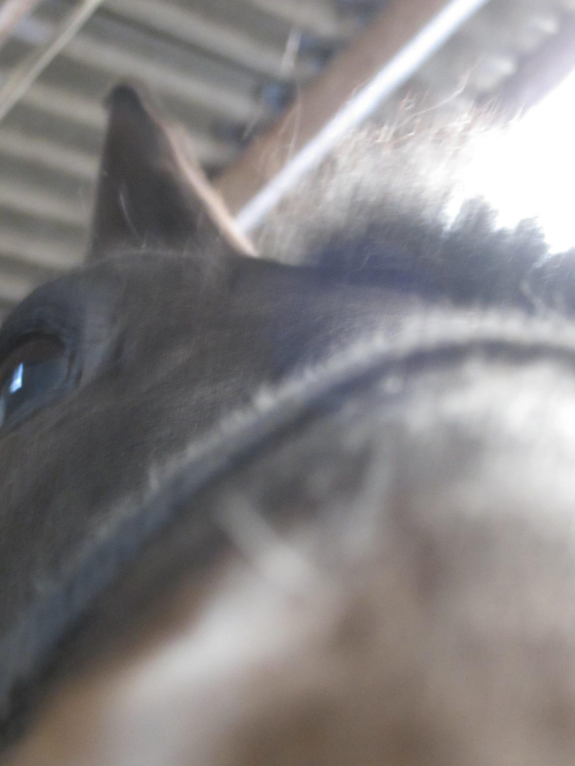 Oldenborg Another One 2 [Dundee<3] - Den skønne!<3<3 billede 11