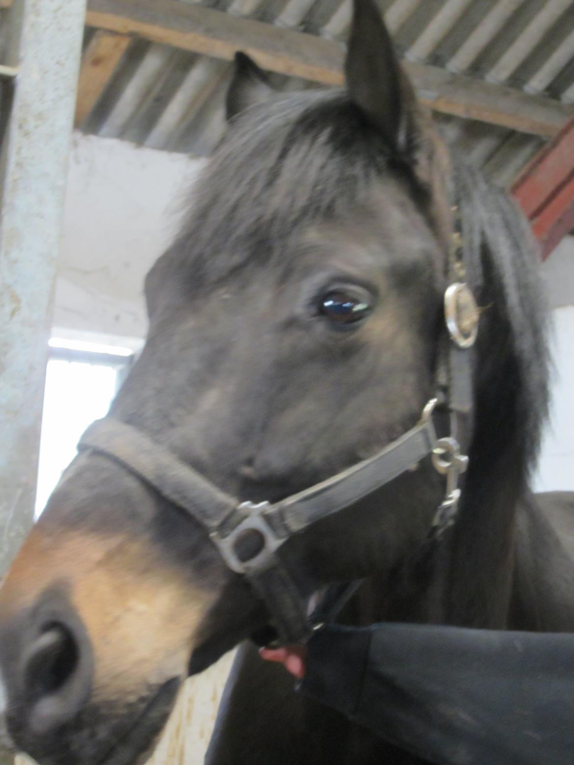 Oldenborg Another One 2 [Dundee<3] - Velkommen til Dundees profil<3<3 billede 1