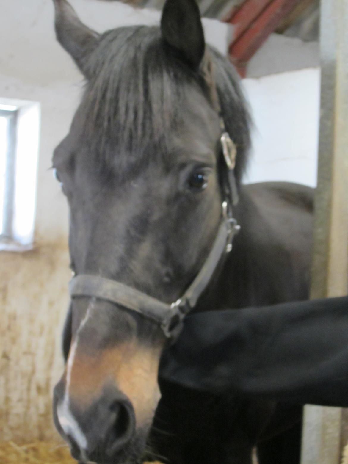 Oldenborg Another One 2 [Dundee<3] - Skatter!<3<3 billede 7