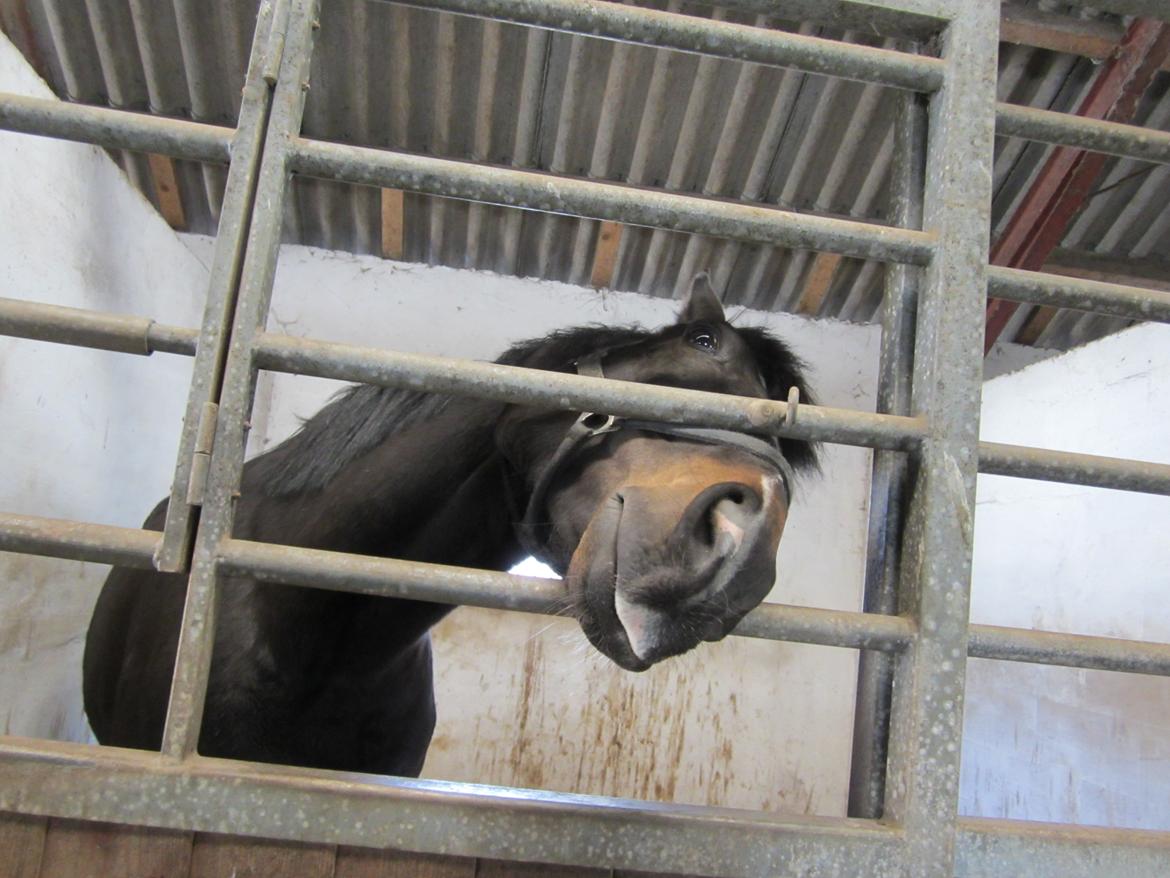 Oldenborg Another One 2 [Dundee<3] billede 5