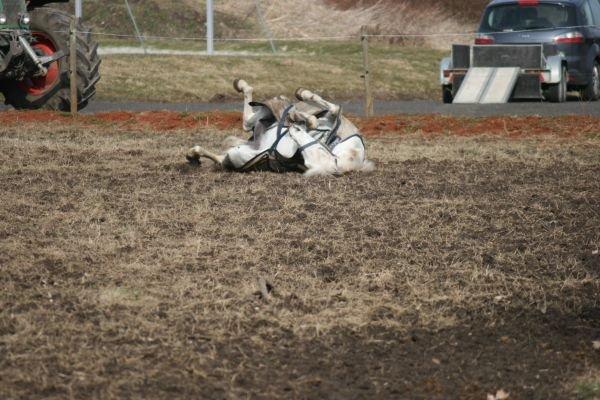 Norsk Sportspony Lundhaug's Macody   aka. Cody - Det er bare SÅ dejligt at rulle sig i mudder ;0) billede 3