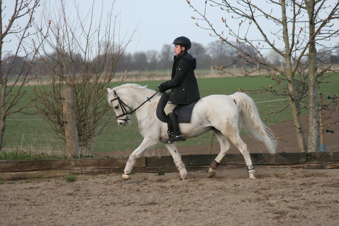 Norsk Sportspony Lundhaug's Macody   aka. Cody - Undervisning d. 23/4  billede 14