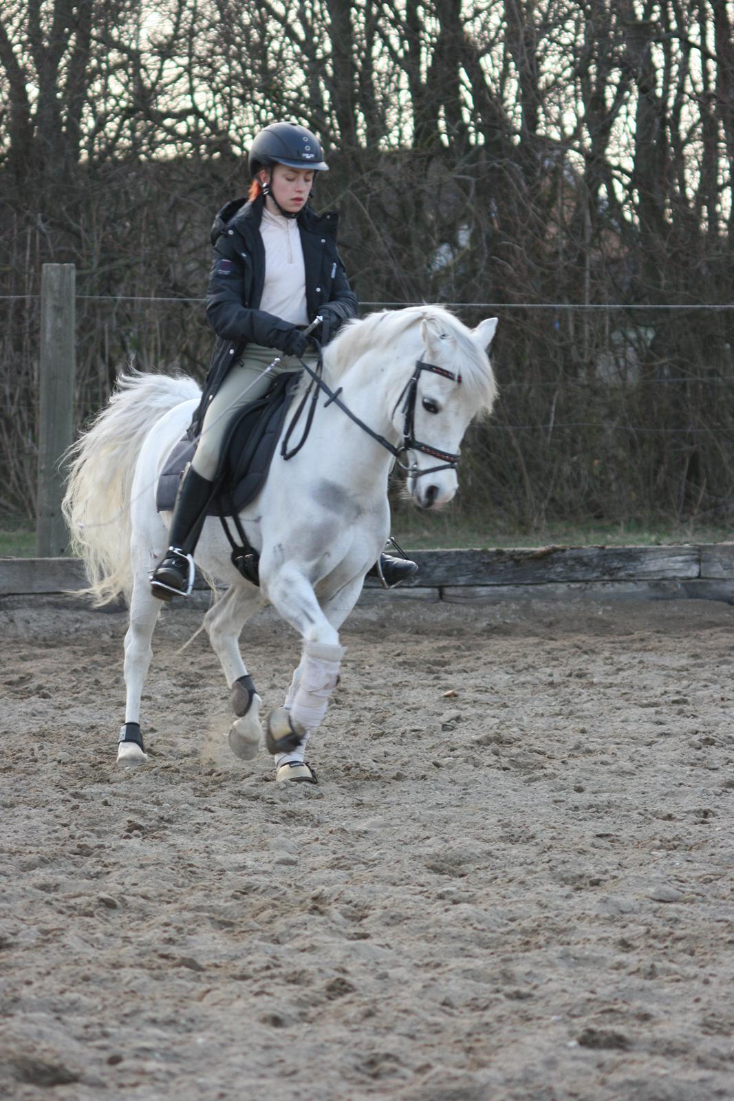 Norsk Sportspony Lundhaug's Macody   aka. Cody - Undervisning d. 23/4  billede 17