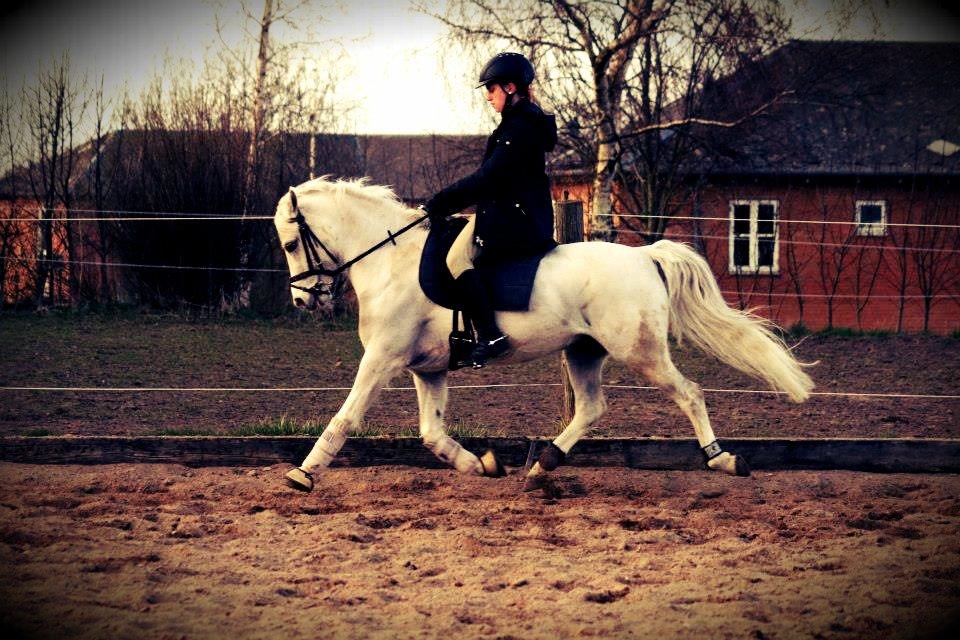 Norsk Sportspony Lundhaug's Macody   aka. Cody - Velkommen til Lundhaug's Macody billede 1