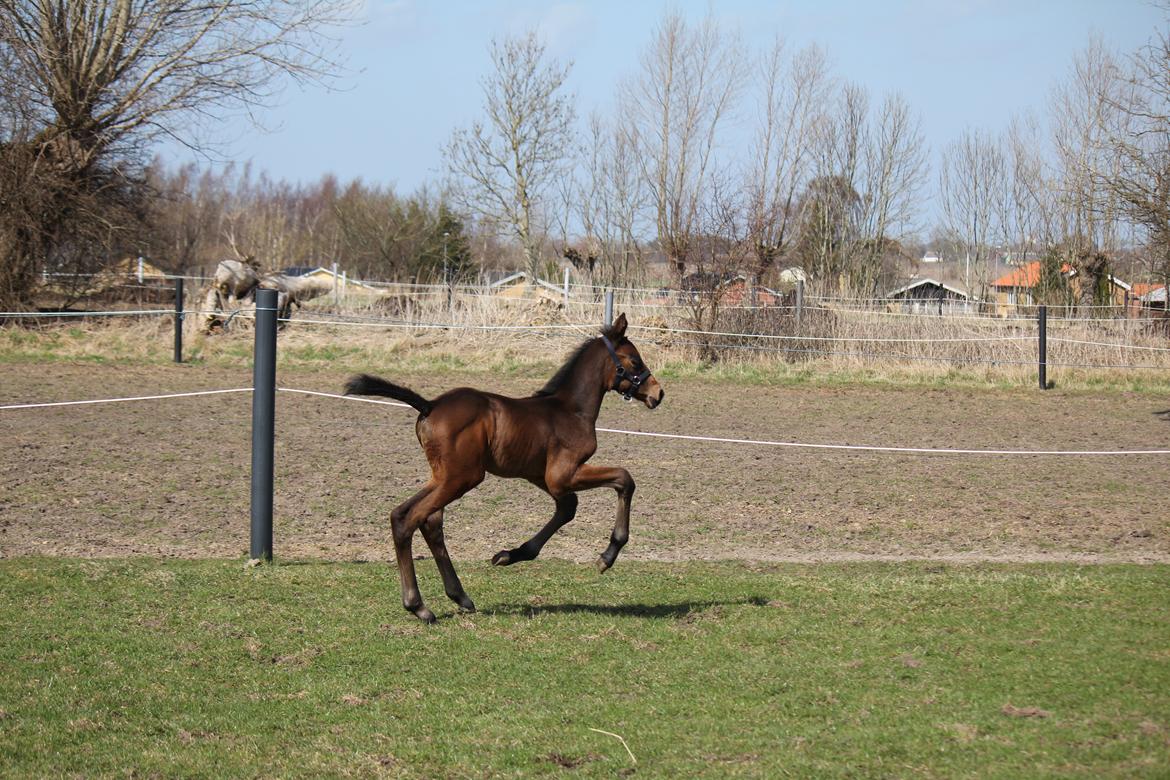 Dansk Varmblod Sanza H billede 19