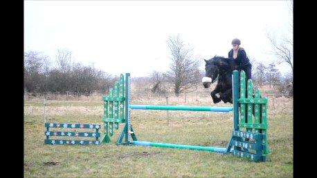 Koldblodstraver Bergtilda <3 *Tilde* | min prinsesse. - 3). En meter fejlfrit sammen med parten! :))). | Fotograf: Taget ud af video. billede 3