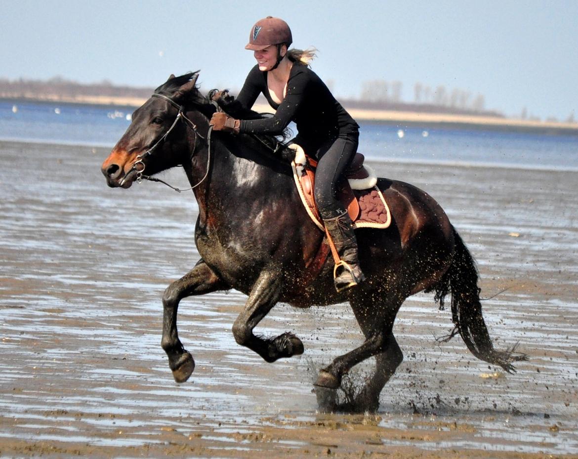 Koldblodstraver Bergtilda <3 *Tilde* | min prinsesse. - 10). Frederikke (hendes part) og Tilde nyder et ræs ved stranden :) så søde!<3. | Fotograf: Nadja Larsen (mig). billede 10