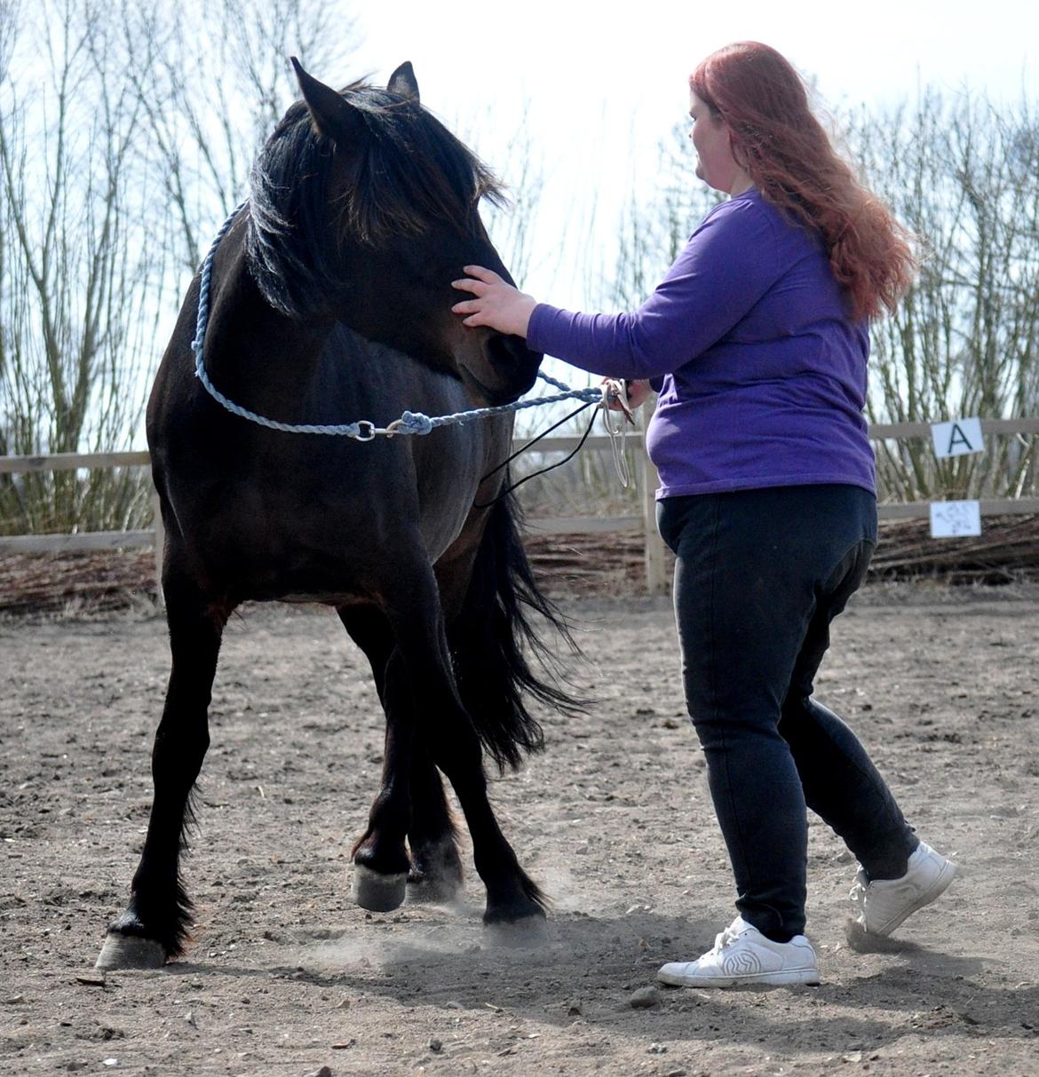 Koldblodstraver Bergtilda <3 *Tilde* | min prinsesse. - 7). Sideways i cordeo :) det styrer hun til! | Fotograf: Frederikke Rasmussen m. mit kamera. billede 7