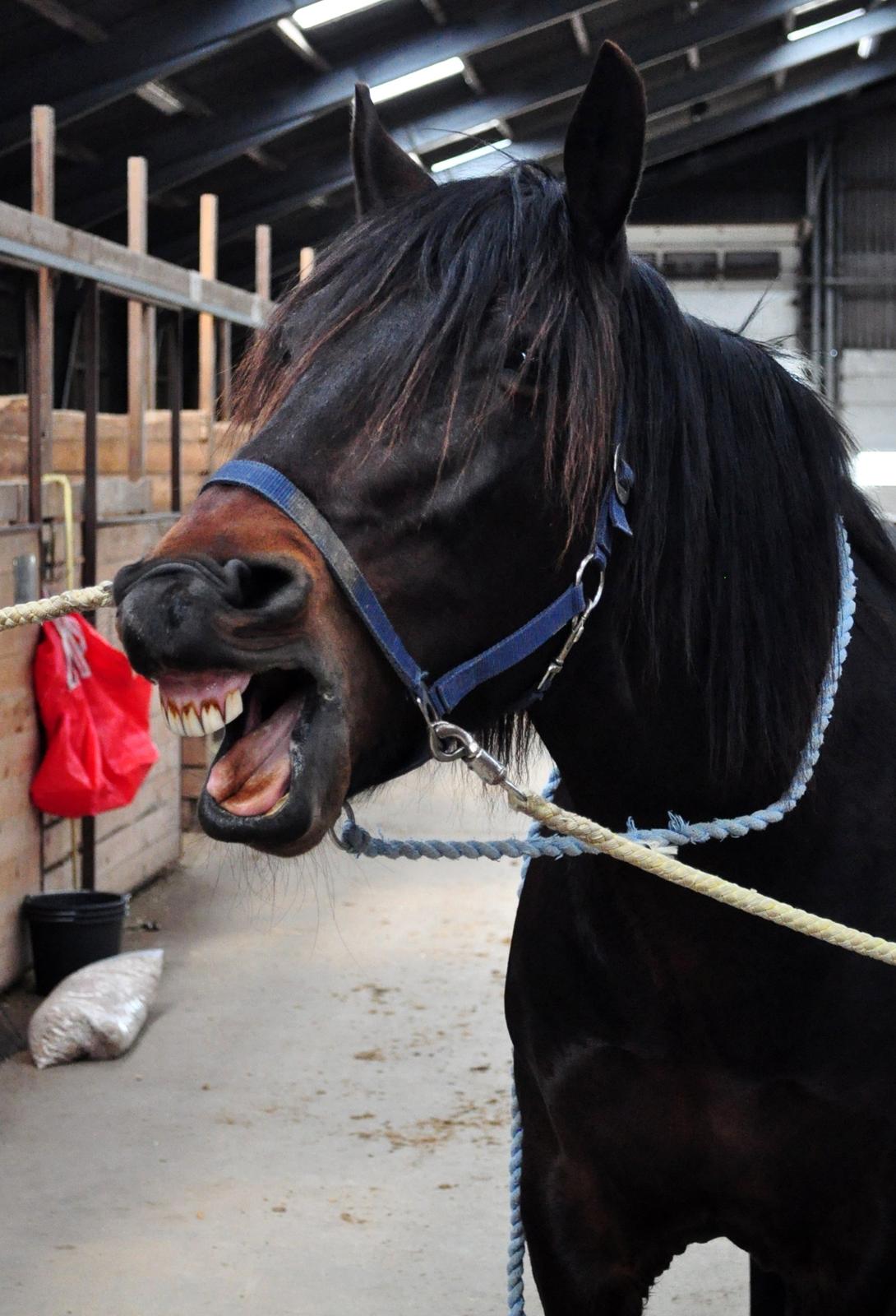 Koldblodstraver Bergtilda <3 *Tilde* | min prinsesse. - 16). Træt prinsesse? xD.<3 | Fotograf: Nadja Larsen (mig). billede 16
