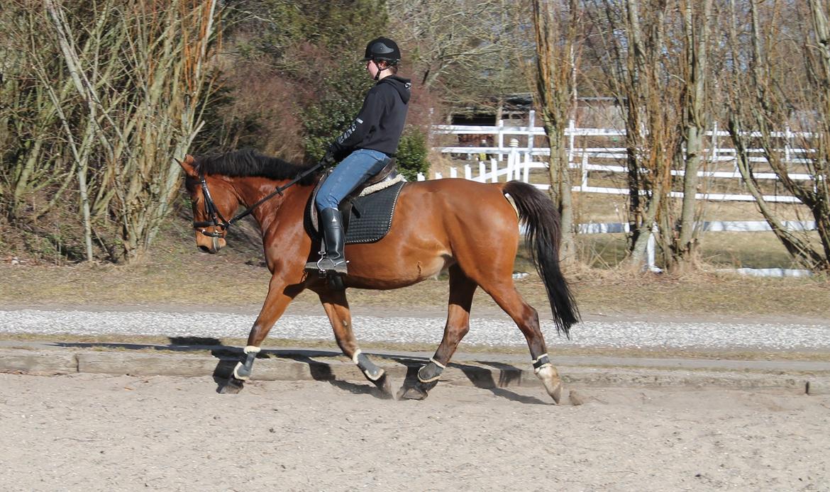 Dansk Varmblod Lucky Capana - træning d. 7/4 - 2013 billede 15
