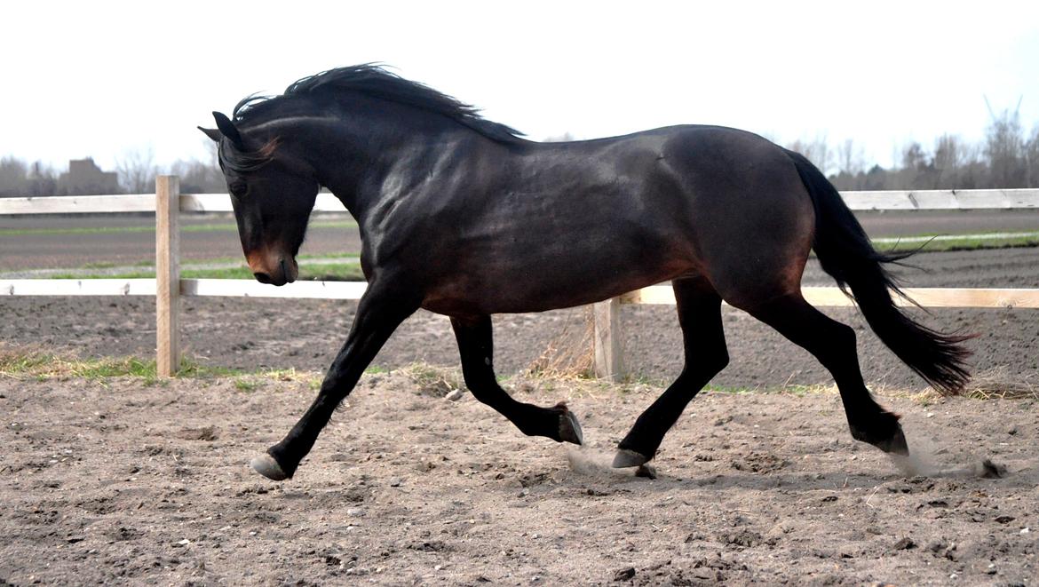 Koldblodstraver Bergtilda <3 *Tilde* | min prinsesse. - 6). Den dag der er nogen der fortæller mig, at Tilde ikke har en lækker trav, at Tilde er grim og at hun ikke kan finde ud af at vise sig frem... så griner jeg så meget, at jeg højst sandsynligt tisser i bukserne af grin! Hahahahahahah xD SHE'S A BEAUTY < billede 6