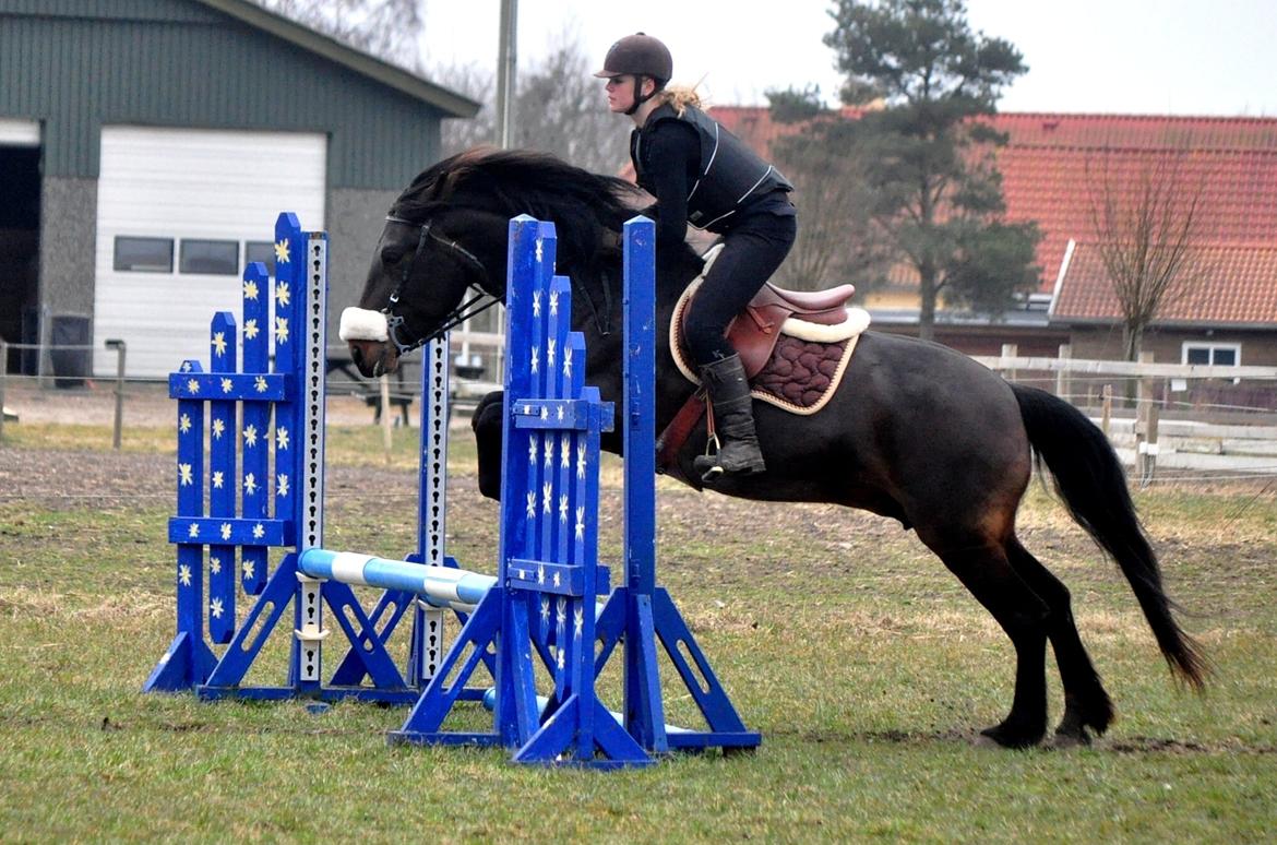 Koldblodstraver Bergtilda <3 *Tilde* | min prinsesse. - 13) Tilde har det med at sætte lidt tidligt af dx længdespring ville i hvert fald ikke være noget problem, hun har sprunget en trippelbar på 130 i længden før d: søde dyr <3 | Fotograf: Nadja Larsen (mig). billede 13