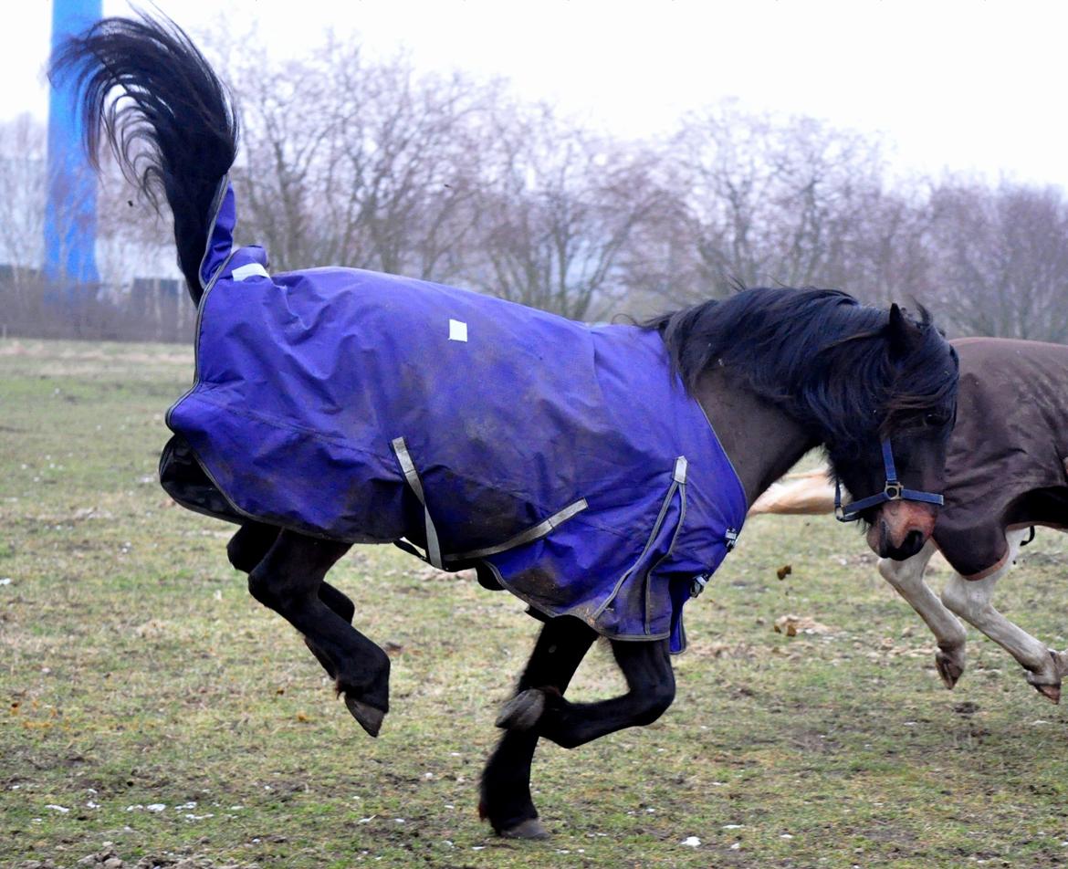 Koldblodstraver Bergtilda <3 *Tilde* | min prinsesse. - 4). Hvem siger at heste ikke kan gå på et ben? o.o altså min prøver da i det mindste! :p. | Fotograf: Nadja Larsen (mig). billede 4