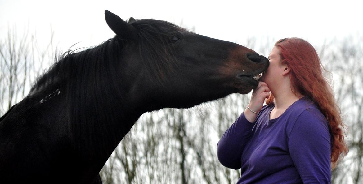 Koldblodstraver Bergtilda <3 *Tilde* | min prinsesse. - 12). Vi møsser :D hæhæ :b. | Fotograf: Frederikke Rasmussen m. mit kamera. billede 12
