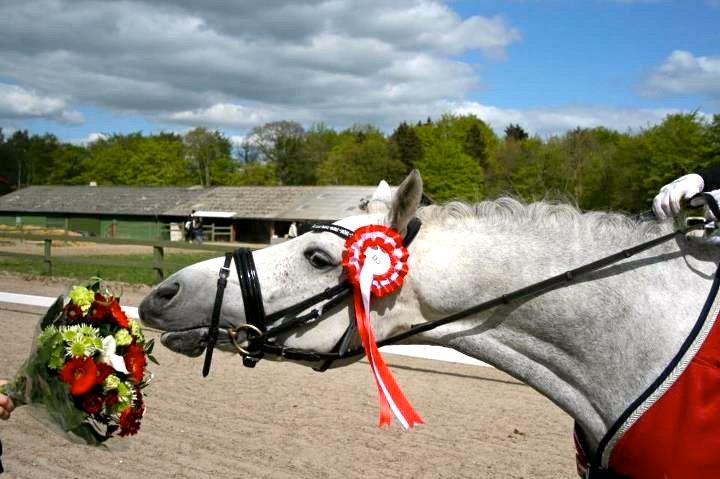 DSP Toftegaard's Hurricane SPH 182 <3 *A-Pony* - Der er ingen som dig! Jeg elsker dig ubeskriveligt meget! <3 billede 1